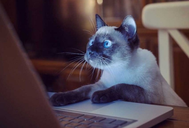 cat-computer-850x575-120118