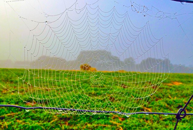 Spider-Web-Green850x575