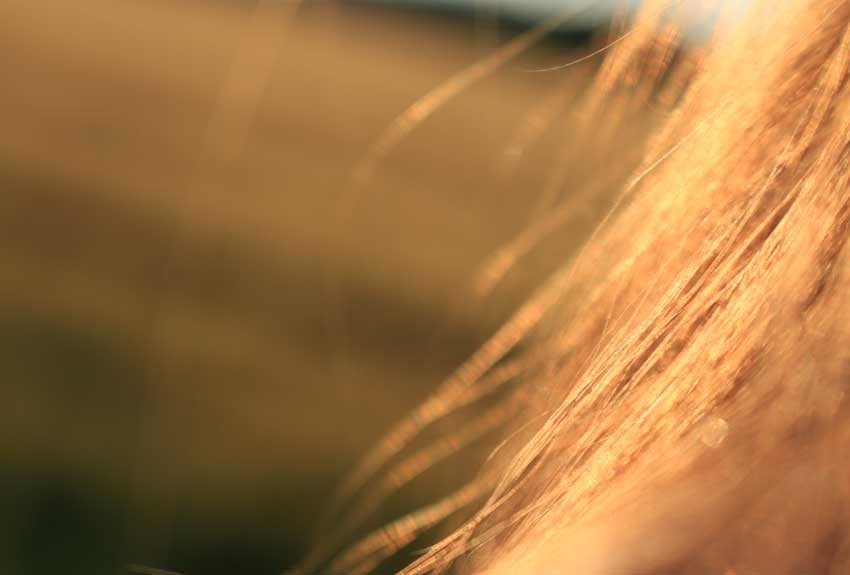 What is trichotillomania?