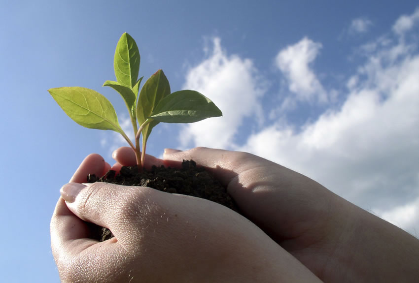 seedling inhands 850x575