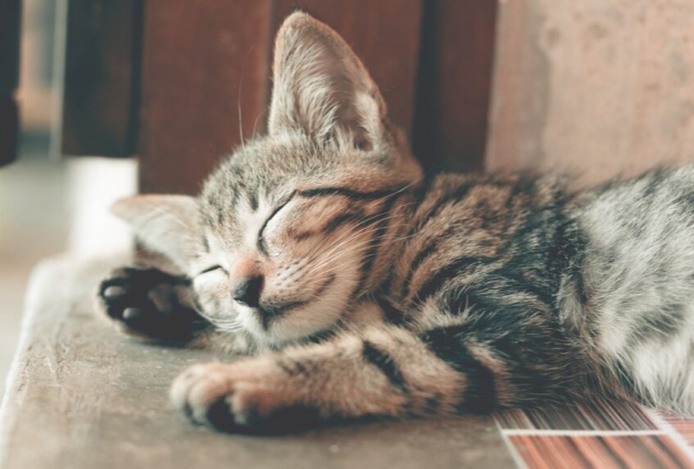 Sleep: cat sleeping